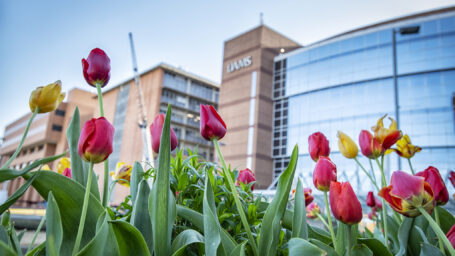 UAMS hospital with spring tulips